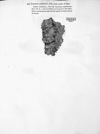 Polycauliona candelaria image
